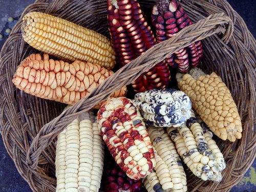 Corto Maltes, Amazonia.